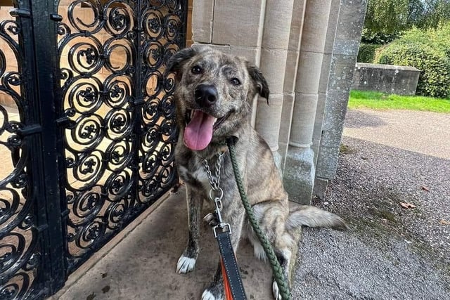 Syd is a two year old medium mixed breed. Syd is a very loved resident of the kennels, he has been at the kennels for a while and will need an adopter who is understanding of his quirks. A potential owner would need to put the work in and be willing to meet with our trainer if necessary. He walks beautifully on the lead and is very well trained but is lacking in confidence. He would make a great agility dog and may need an active family, however he would not be rehomed with children. He has lived with other dogs previously but cannot live with cats. He has tested negative for brucellosis, leishmaniasis and has passed his Snap 4D test which tests for heartworm, ehrlichia and anaplasma. Syd is a healthy, happy boy. See doggydensukrescue.co.uk/syd/ for more details.