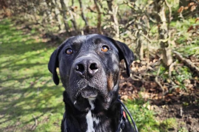 Here is Big Fred. He is a five year old Labrador mix. Big Fred is a lovely dog who would like a home where he can stretch his legs. He is a very handsome big boy who has been overlooked because of his large size. He walks exceptionally well on the lead and is neutral with other dogs while out, he could potentially live with another dog but would much prefer a home where he has all the attention. He is an older rescue originally from Romania, he is very well trained and friendly with all his carers. He does have the potential to be very strong and can be clumsy so we ask that he not be rehomed with young children. Big Fred is not cat friendly. He loves a go round the field with his football but knows how to chill out on the sofa or in his crate, he loves a good crunchy buffalo horn. Big Fred is a truly wonderful dog with a great personality and a charming silly streak, he just needs a chance to get out of the kennels and into a home. He has so much love to give. See doggydensukrescue.co.uk/big-fred/ for more details and photos.