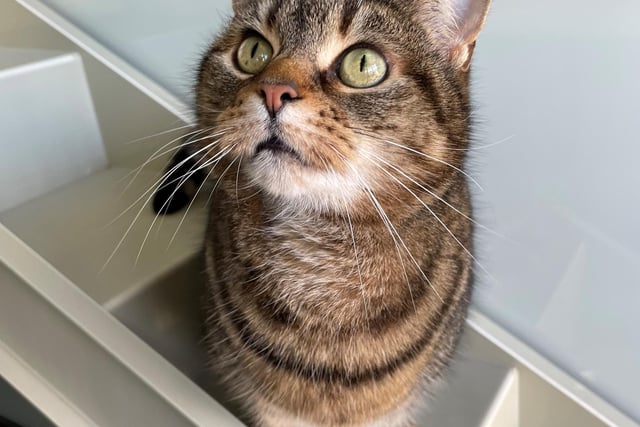 Daisy is a beautiful cat who would suit a quieter home with an experienced cat owner. As she is still settling into life at the centre, she is a little worried currently but does enjoy curling up on a lap and having a fuss when in a home environment. She would need to be the only pet in her new home.