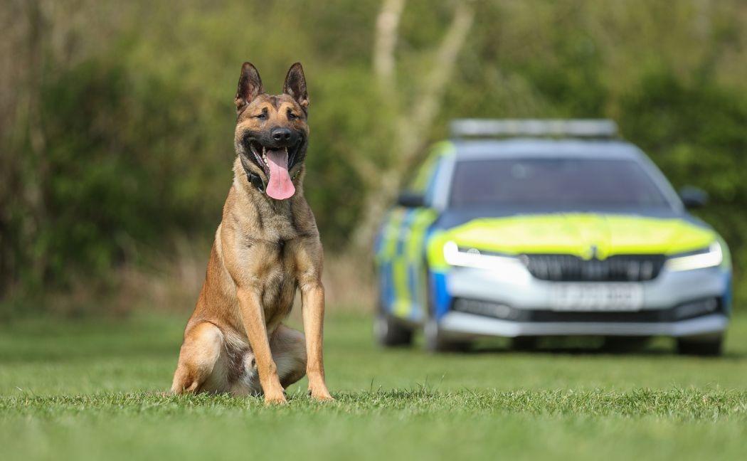 Former pet enjoying new lease of life as Nottinghamshire Police dog