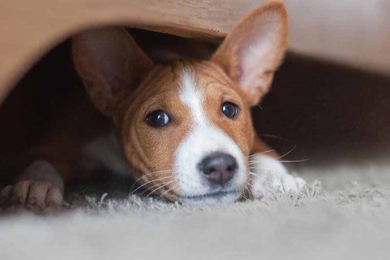 Moving onto the quietest breeds - if you want to be certain of a non-barking dog then the utterly unique Basenji is the puppy you want. Its name literally translates as 'barkless dog', although it does make some slightly strange low-level noises that sound a bit like yodelling.