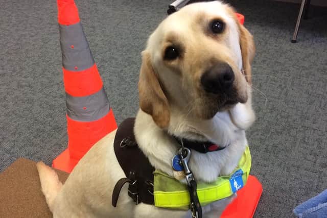 Would you like to take care of a guide dog?