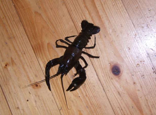 The signal crayfish was described as a 'miniature Jaws' by the speaker at Hucknall Probus Club's latest meeting