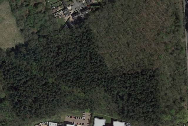 Trees will be pruned and felled in Bluebell Wood at Annesley Woodhouse. Photo: Google