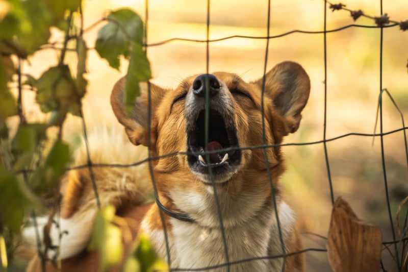 While it's true that some Corgis don't bark, it's a fairly common trait with both breeds - the Pembroke Welsh Corgi and the Cardigan Welsh Corgi. Their vocal nature comes from their history of being bred to herd cattle and sheep.