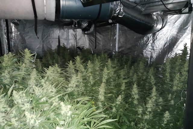 Cannabis grow uncovered in Mansfield.