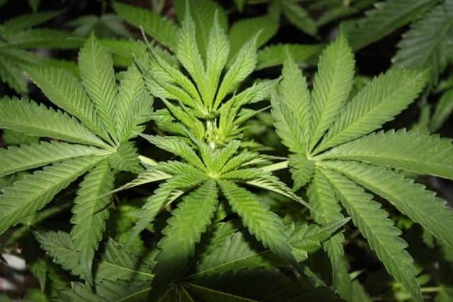 A man has been arrested after cannabis plants were found at an address in Bulwell