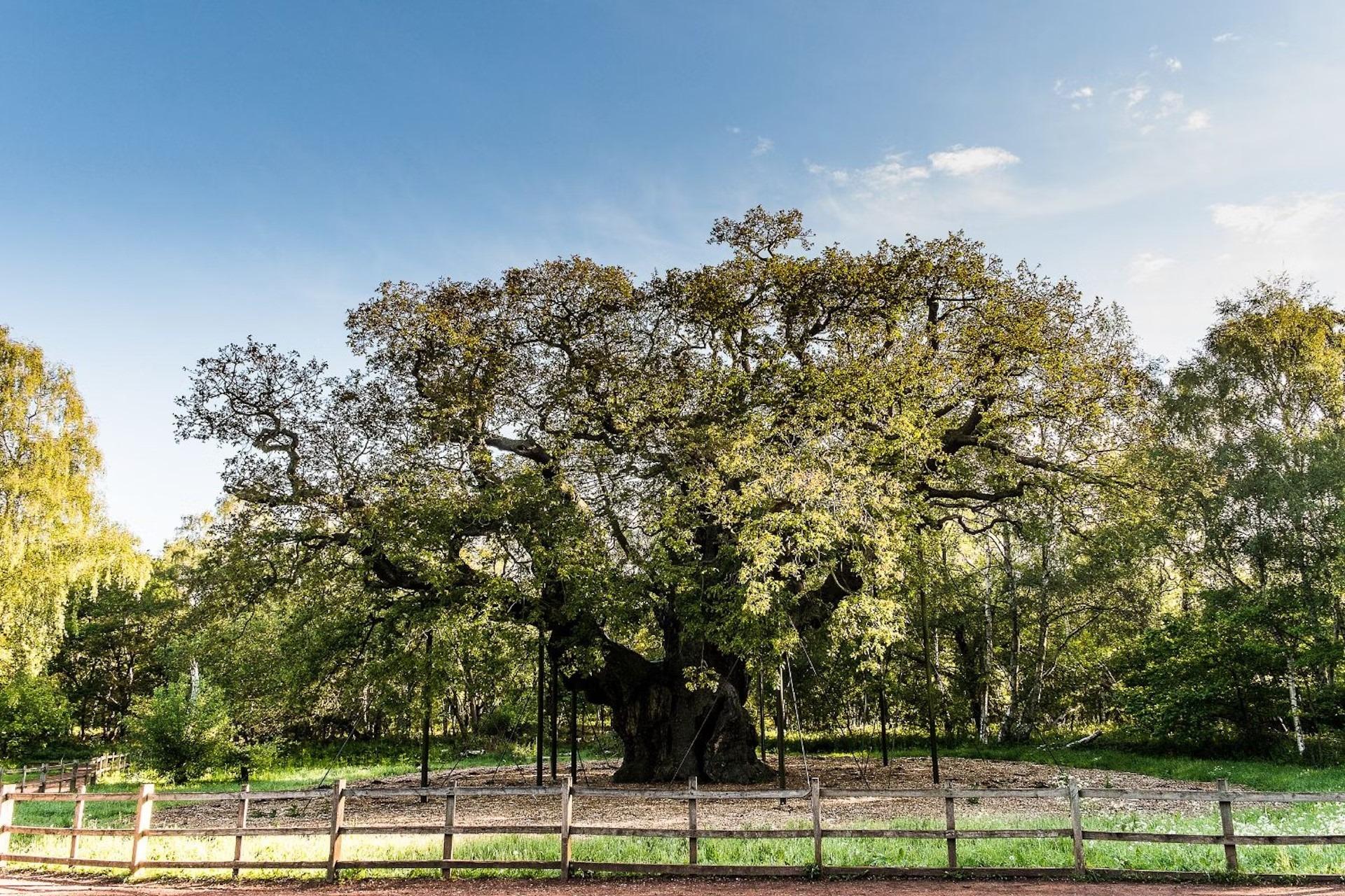 End of an era for Robin Hood's world-famous Major Oak tree as experts ...