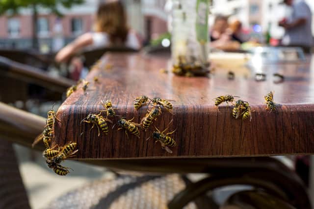 Experts are warning folk to watch out for wasps in hot weather