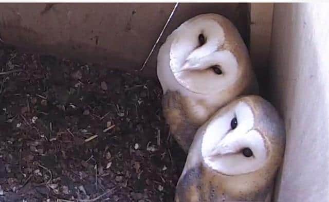The owls have been named 'Lincs' and 'Notts'