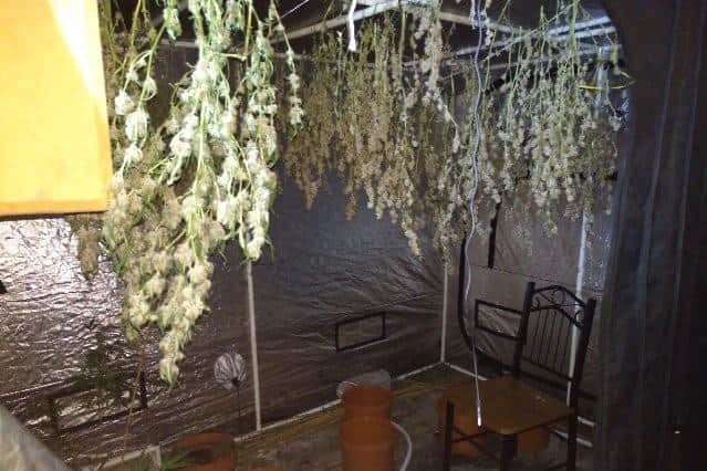 Police seized cannabis plants worth thousands of pounds