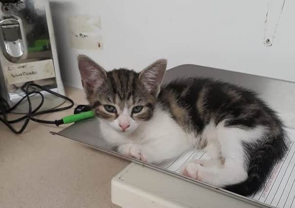 'Lucky' is now housed at Woodland Nook Cat Rescue in Swanwick.