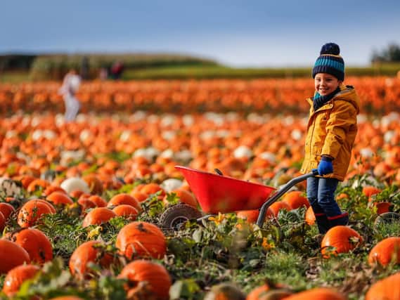 Hundreds of thousands of pumpkins which have been grown for the last 120 days were ripe for picking on Sunday (Oct 8).