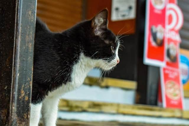 51 stray cats were rehomed