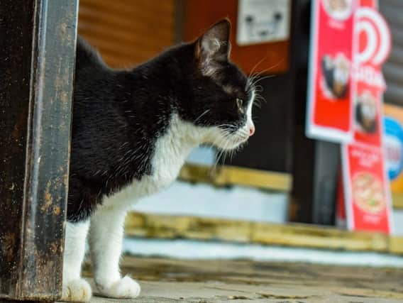 51 stray cats were rehomed