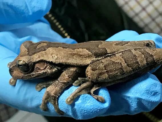 The frog had travelled more than 5,000 miles from the rainforest in Costa Rica
