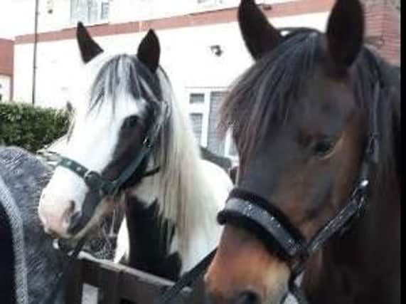 Bulwell police thank public for help with escaped horses