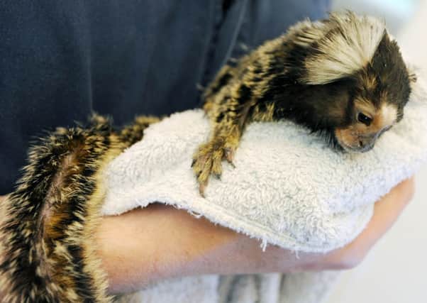 Jonathan Hadley at Buckley House Vets, Hucknall with Mojo the female Marmoset Monkey who is being treated there for rickets.