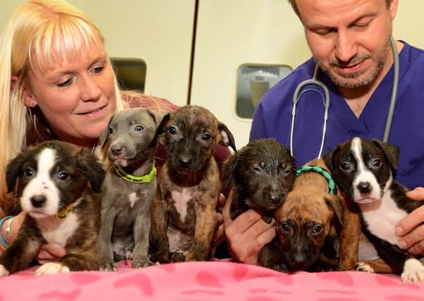 Abandoned puppies get a health check at Buckley House Vets.  Pictured are Kate Dean and Graham Oliver.