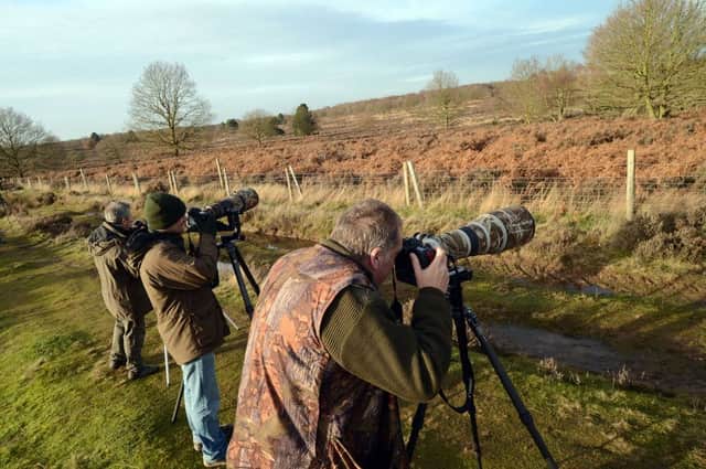 Twitchers descend on Budby Heath in the hopes of seeing a rare Parrot Crossbill bird not seen in Nottinghamshire since the early 1980's.
