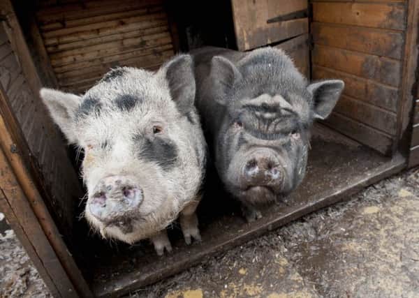 Micro pigs Alfie and Tyson looking for a new home