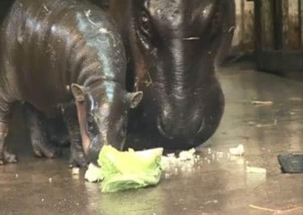 PYGMY HIPPO BABY LEARNS TO SWIM