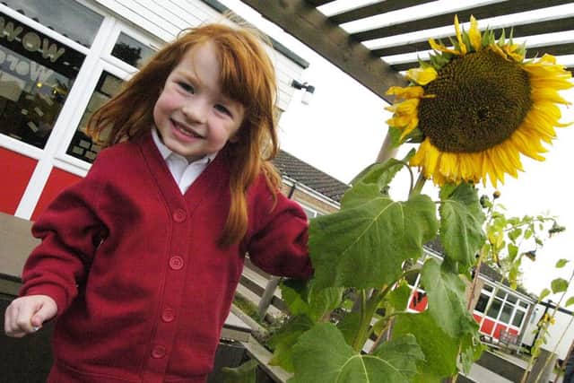 Pictured at Carlton Primary School with the school's Sunflower is Mia Boyle (9). Picture: Tony Saxton L0026TS