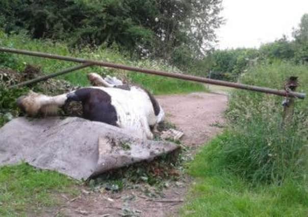 The horse that was dumped close to Whaley Road in Langwith.