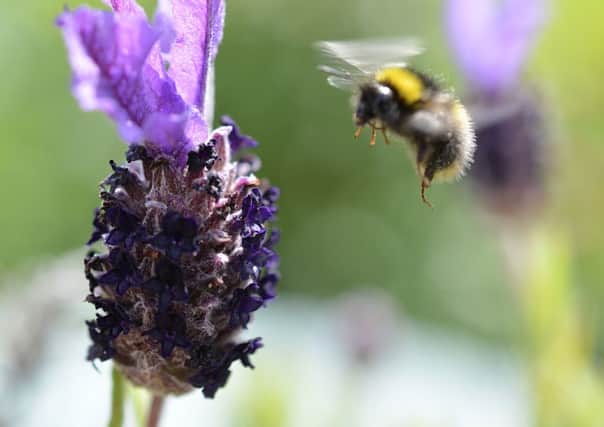 Reader picA bee buzzing around !Andy Hutchinson of Bradford.andyj81@hotmail.com
