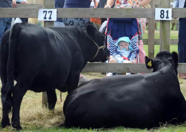Driffield Show ..Grayson Payne aged 13 months from Driffield, watches the Dexter Cows at the show.SH1001620a...16th July 2014 ..Picture by Simon Hulme