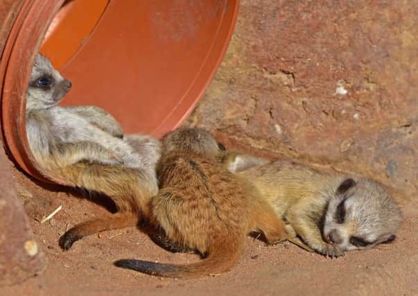 Baby meerkats at Yorkshire Wildlife Park