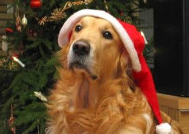 Pet dog at Christmas.