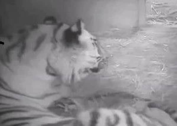Latest  pictures of the tiger cubs at the Yorkshire Wildlife Park