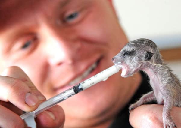 David Taylor, Director at the Willow Tree Family Farm in Shirebrook with one of the baby meerkats which are being hand reared.