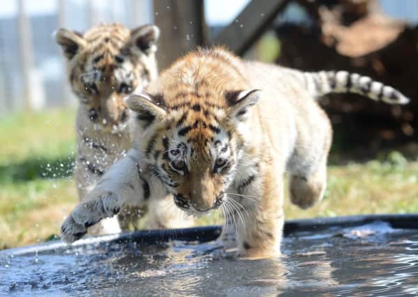 PIC Sharon Scott/Acquire Images 07973 340201  Yorkshire Wildlife Park, Doncaster.The Amur tiger cubs cool down.