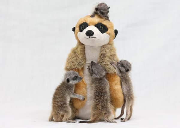 Four meerkat pups who were abandoned by their mother have found comfort in a meerkat  soft toy which they cuddle up to. See Ross Parry copy RPYMEERKATS. The Meerkats at Willow Tree Farm are being looked after by director David Taylor, 29 of Shirebrook, Mansfield.

Tom Maddick / Rossparry.co.uk