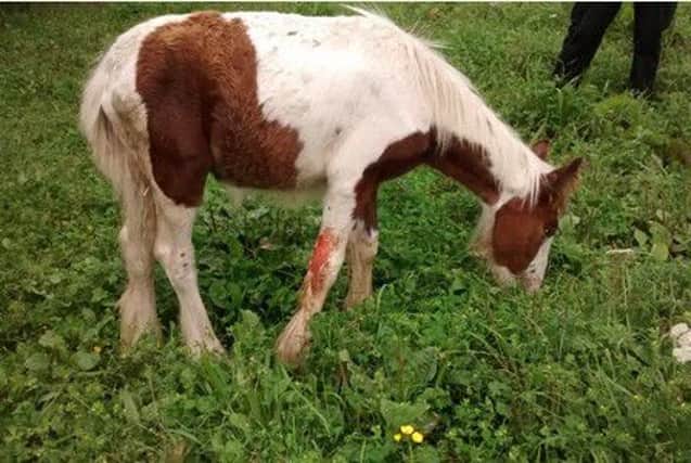 Angus the foal was deliberately set on fire in Pinxton.