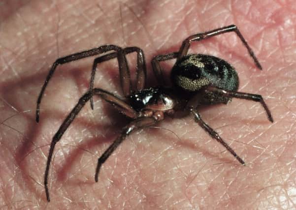 False widow spider species found in the south of England