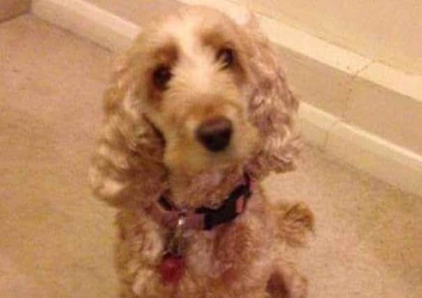Missing Derby Cocker Spaniel, Lacey