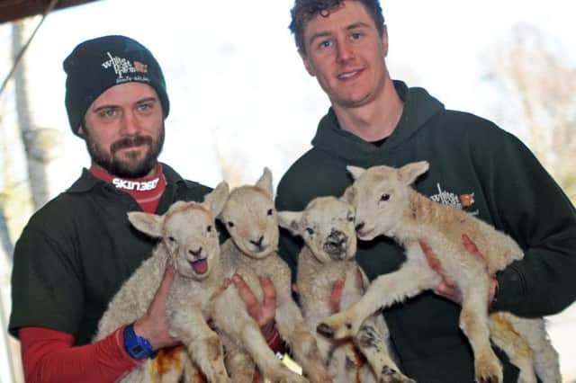 Maintenance engineers, Graham Allott, left, and Dan Shaw, have their hands full at the White Post Farm following the birth of lamb quads, the first of the Spring crop.