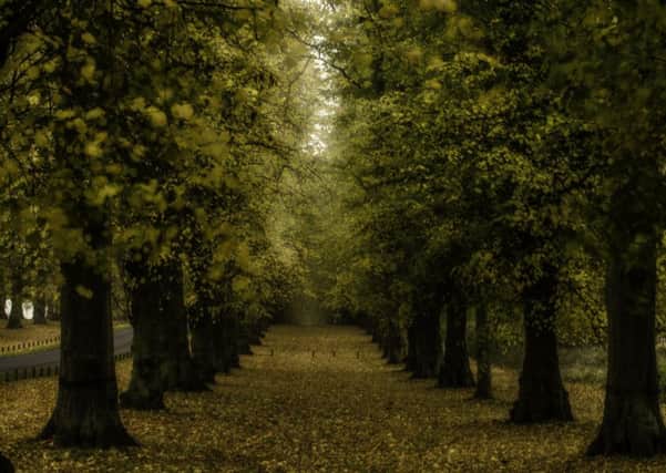 Lime Tree Avenue, Clumber Park