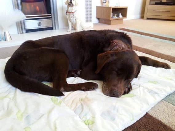 Rolo the dog has been taken in by the East Midlands Labrador Rescue Centre after he was abandoned in Mansfield in a "poor condition" with a large tumour on the back of his neck. Image shows Rolo after the oeration to have his tumour removed.