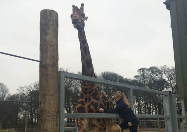 Behansin the giraffe at the Yorkshire Wildlife Park.