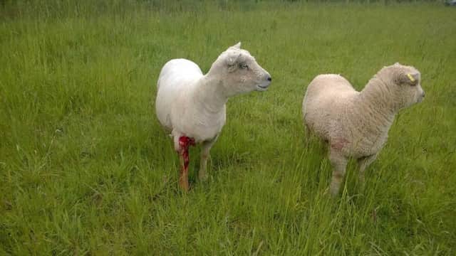 Dog attack on sheep on Long Lane Farndon leaves one Ewe dead