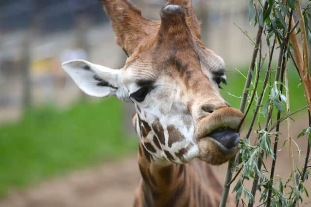 Picture courtesy of Yorkshire Wildlife Park
World Giraffe Day at the Wildlife Park, Doncaster.