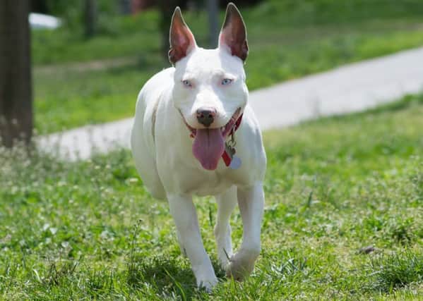 American Pitbull terriers are among the breeds banned under the 1991 Act. Credit: Shutterstock.