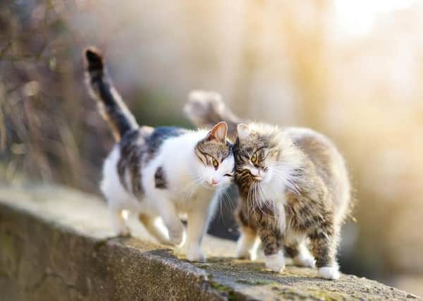 Over 160 stray cats have been identified by a Cats Protection survey of Bulwell