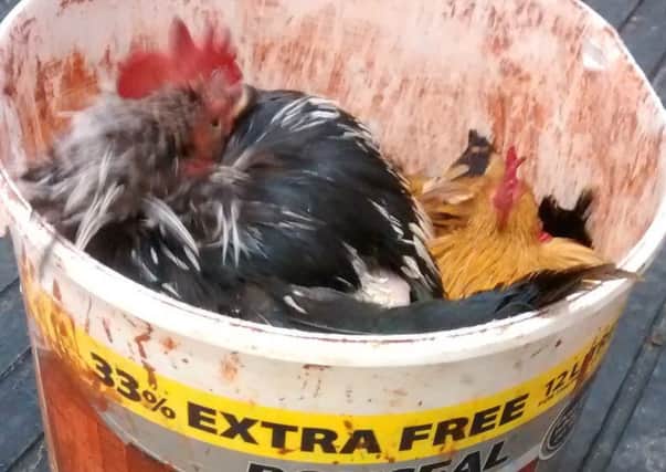 Five chickens were cramped into a small bucket and abandoned in Bestwood
