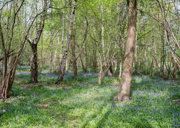 Watnall Coppice near Westville is expected to suffer dramatic losses as a result of the proposed HS2 route.