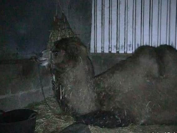 This picture, taken by Animal Defenders International, shows one of the camels used by Peter Jolly's Circus.